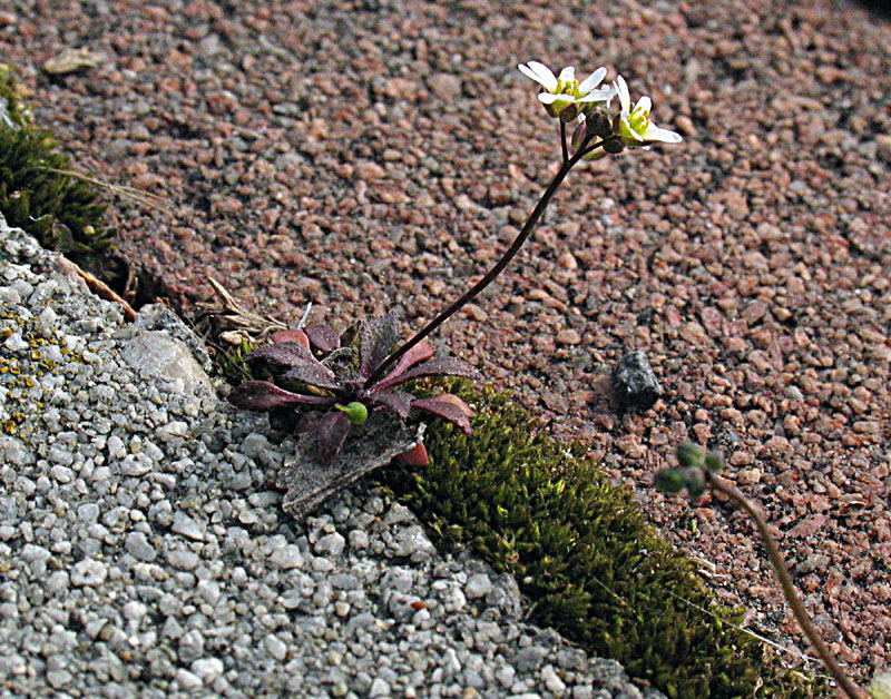 Erophila verna (L.) Chevall. (c) subsp. praecox (Steven) P.